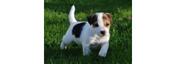 Jack Russel Terrier Groupe 3 Section 2.