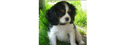 Le Cavalier King Charles Groupe 9 Section 7.