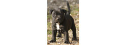 Staffordshire Bull Terrier Groupe 3 Section 3.